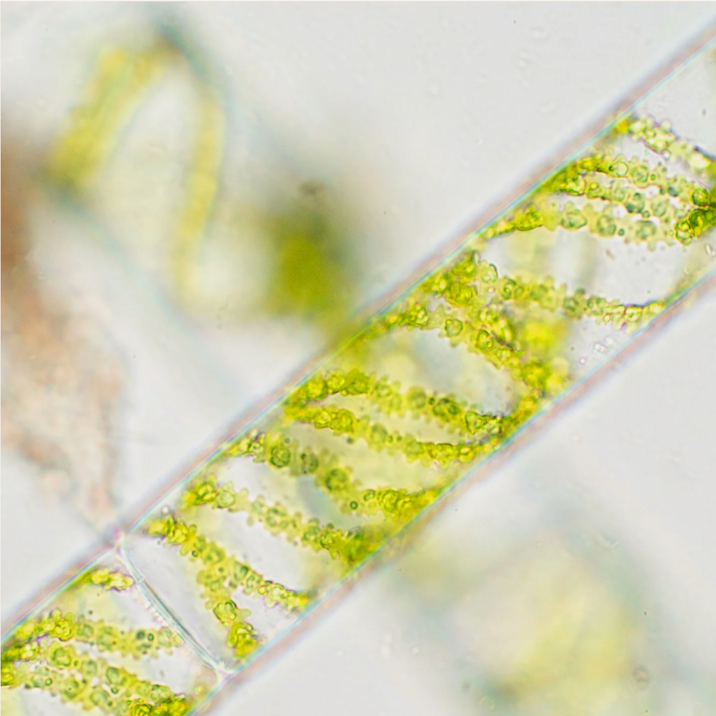 The Rise of Exosome Skincare: Why At Home Innovation May Outperform Expensive Facials