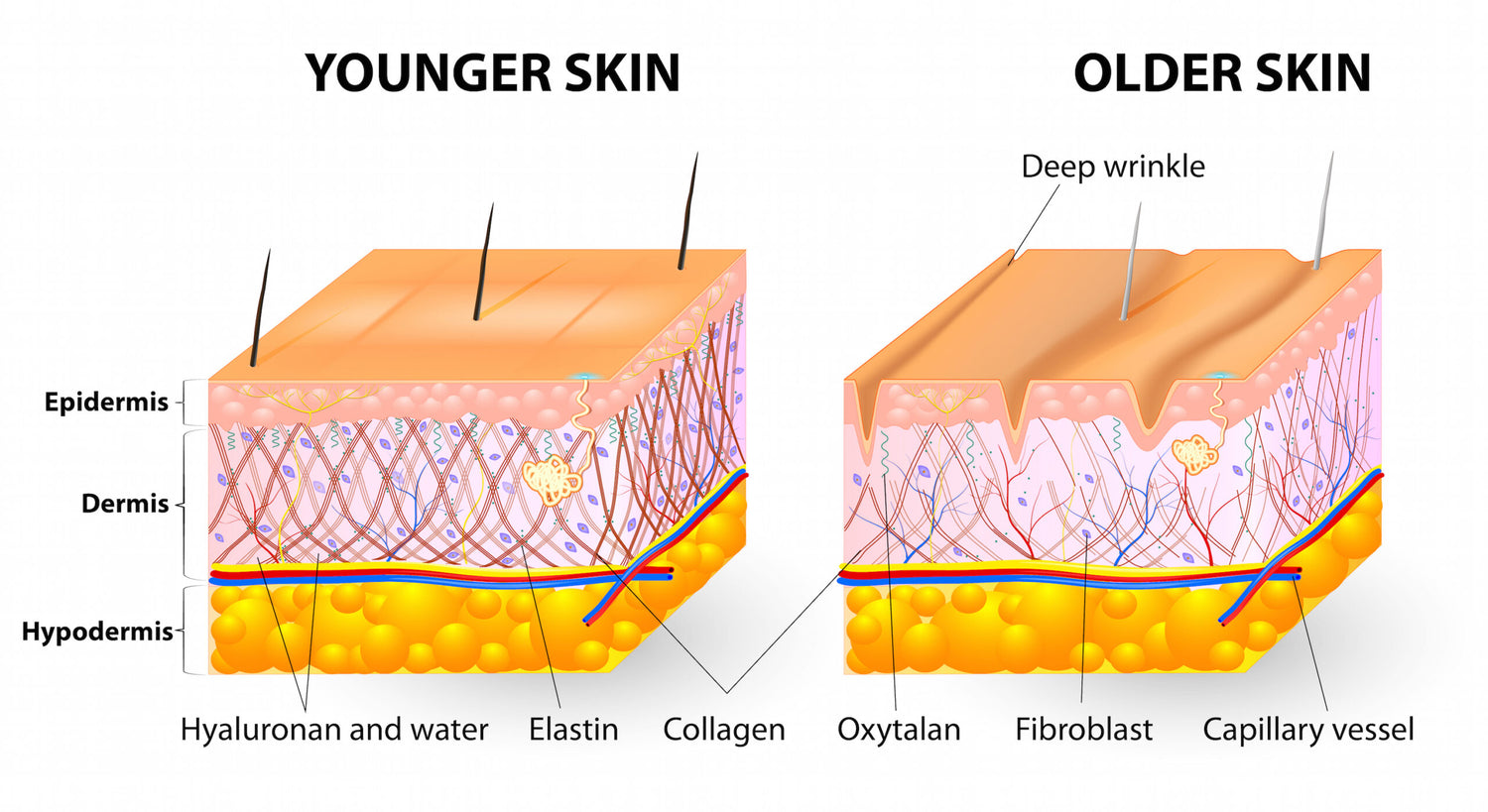 The Role of Collagen in Skin Health and How to Boost It